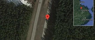 Rådjur på vägen på E4