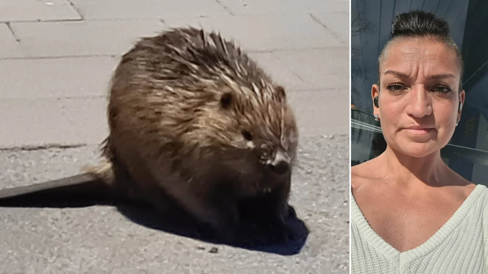 Ema Jarnving "satt och pratade med bävern" i flera minuter på trottoaren utanför gymmet på Järnvägsgatan.