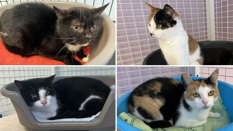 Fyra av de fem katter som fångades in efter att ha lämnats i skogen.