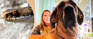Nessa, 4, höll på att dö efter ormbettet