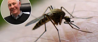 Då kommer myggen i Norrbotten – myggexperten förklarar