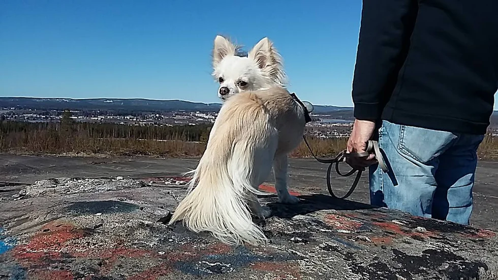 ”En solig men lite kylig morgon den 13 maj följde Winter oss upp på Mjösjöfortet. Helt otroligt så långt denna lilla vovve orkade gå”, skriver Anki Flygare Nilsson som skickat in bilden.