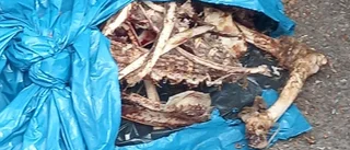 Makabra fyndet vid återvinningen: 60 kilo kadaver