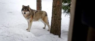 Jägare fick vargbesök
