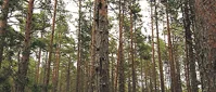 Olaglig skogsavverkning straffas sällan