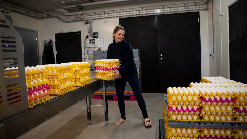 Idag är det 36 000 höns i Alvastra kungsgårds två hönshus. Men en tid tillbaka var det tomt då det var ett överskott av ekologiska ägg på marknaden. Så för att marknaden skulle fungera fick de ta ett längre uppehåll.