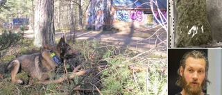 Polisen hittar mer och mer knark i de gotländska skogarna