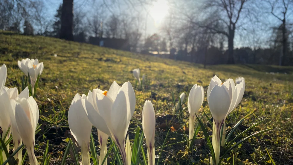 Vid korsningen där Vårdsätravägen och Norbyvägen möts blommar krokusen för fullt.
