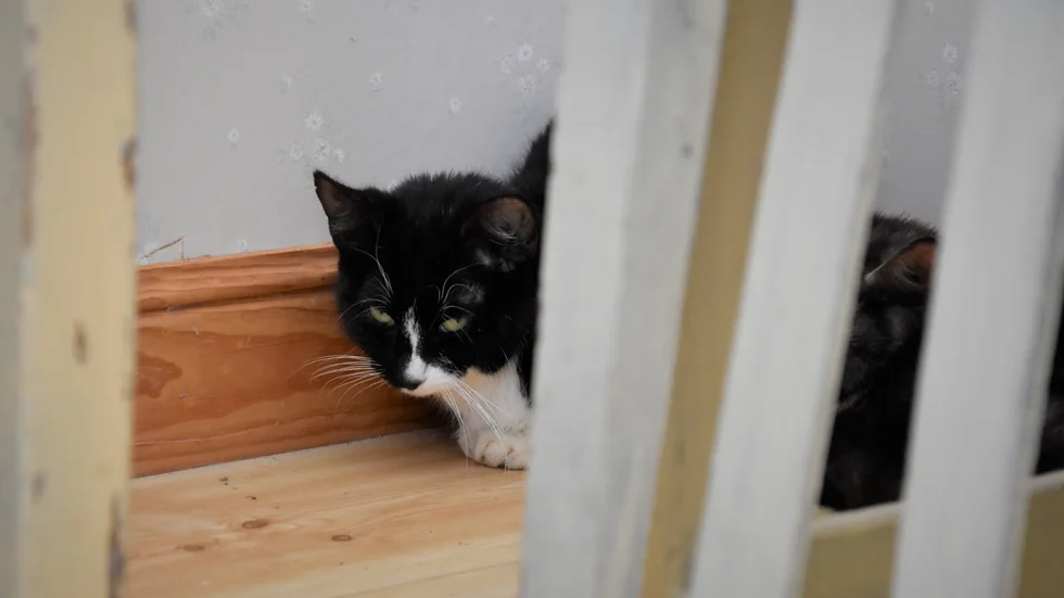 Länsstyrelsen kräver bättring av en kattägare i Eskilstuna. Ärendet gäller inte katten på bilden.