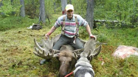 Det räckte med ett skott då Kurt Pesonen mötte Skogens konung. Tjugo meter senare kunde Taison konstatera att jakten var slut, för denna gång.                                                 FOTO: ÖRJAN NAALISVAARA