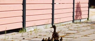 Andfamilj fick hjälp av Räddningstjänsten