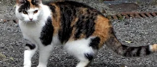 Okopplad hund attackerade katt