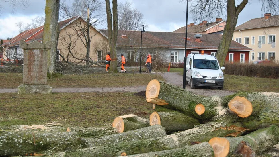Trädfällning i hembygdsparken i Skänninge.