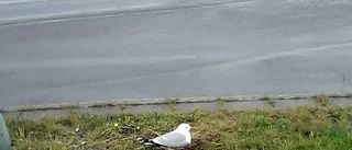 Hur mår mamma mås?