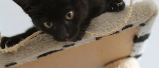 Över 40 kattungar behöver ett hem