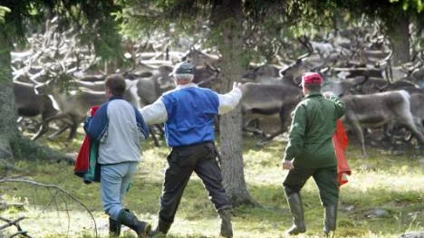 Svenska samers riksförbund, SSR, tilbakavisar kritiken från djurrättsorganisationen WSPA om att renarna avlivas med olagliga metoder och stressas vid transporter. SSR får stöd av landets största uppköpare av renkött, Haparandaföretaget Polarica.FOTO: Lennart Jönsson