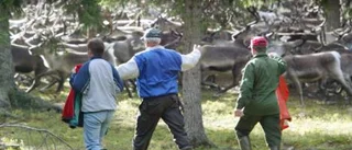 "Jag har inte sett att renar avlivas med kniv"
