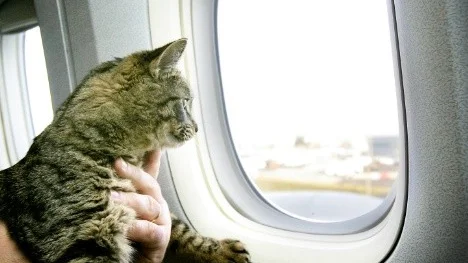 Att flyga med katten funkar ofta bra. I de allra flesta fall måste katten sitta i buren, men det kan finnas undantag.