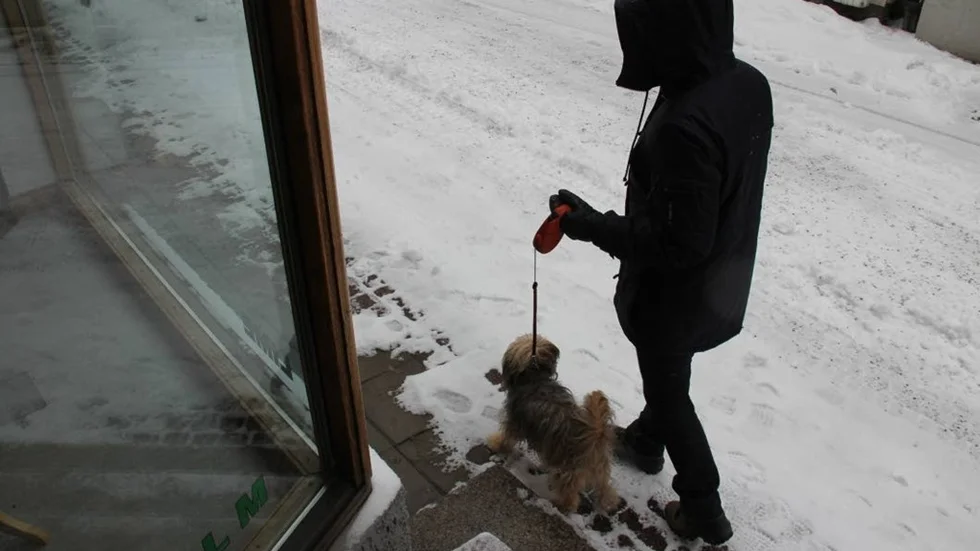 Att rasta sin hund utgör en fara för den misshandlade kvinnan.