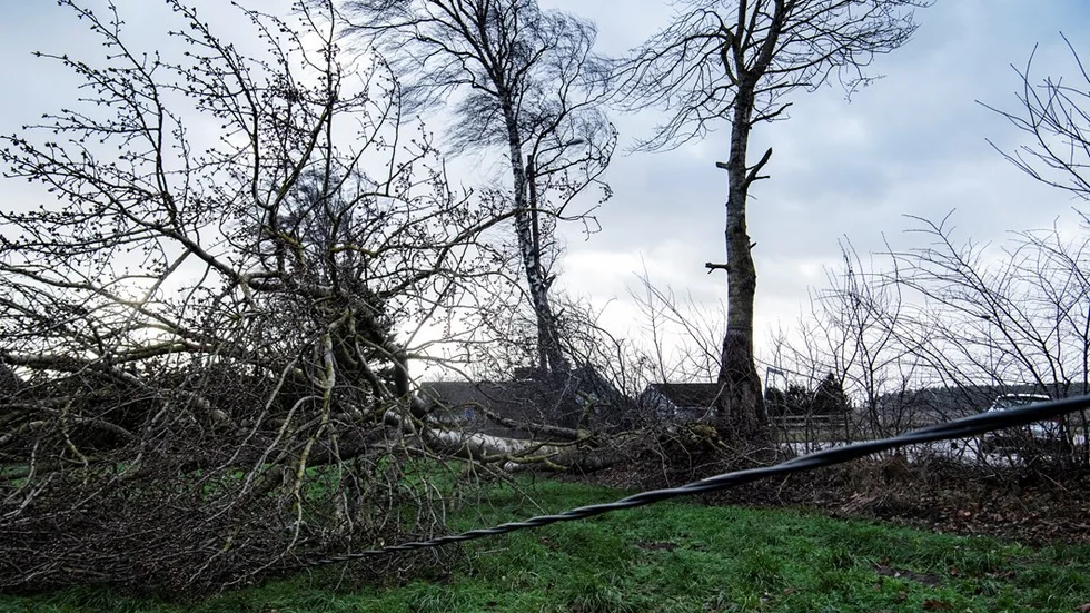 RINKABY 2019-01-01 
Ett träd har läges sig över en ledning utanför Rinkaby på nyårsdagen. Det nya året blåste in med besked på nyårsdagen.  
Foto: Johan Nilsson / TT / Kod 50090