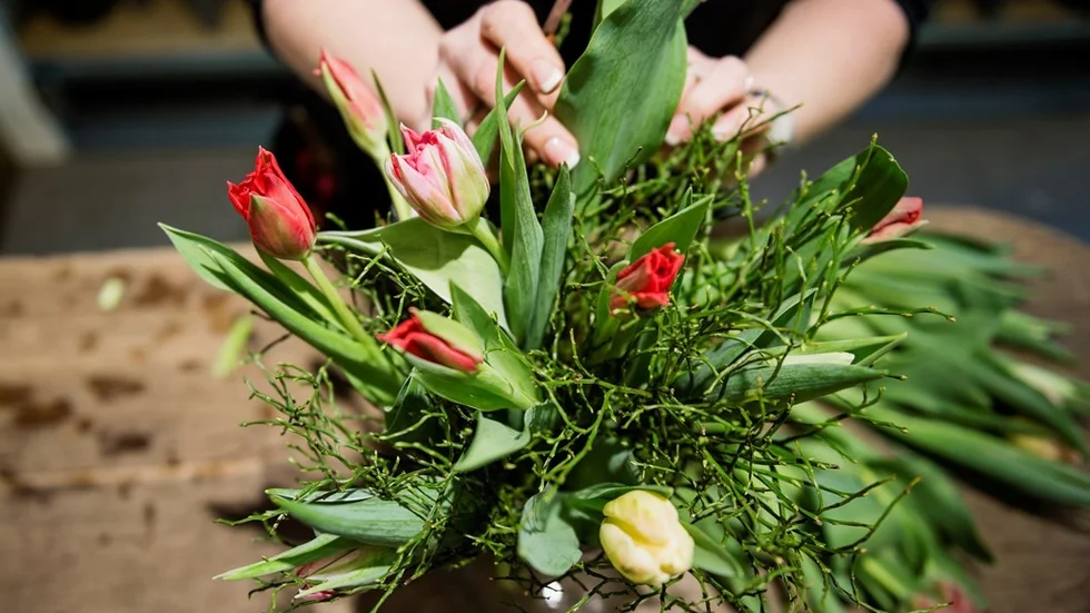 STOCKHOLM 20160217
En florist visar hur man binder en bukett. Blåbärsris fungerar bra som utfyllnad och passar bra med till exempel tulpaner.
Foto: Vilhelm Stokstad / TT / Kod 11370