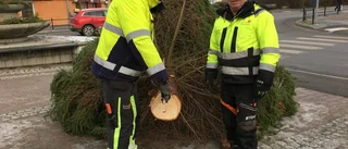 Julgranarna är på plats i centrum