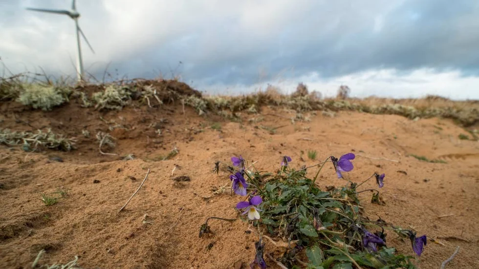 Klittvioler är en av de blommande arter som hittades på Öland i samband med adventskollen.