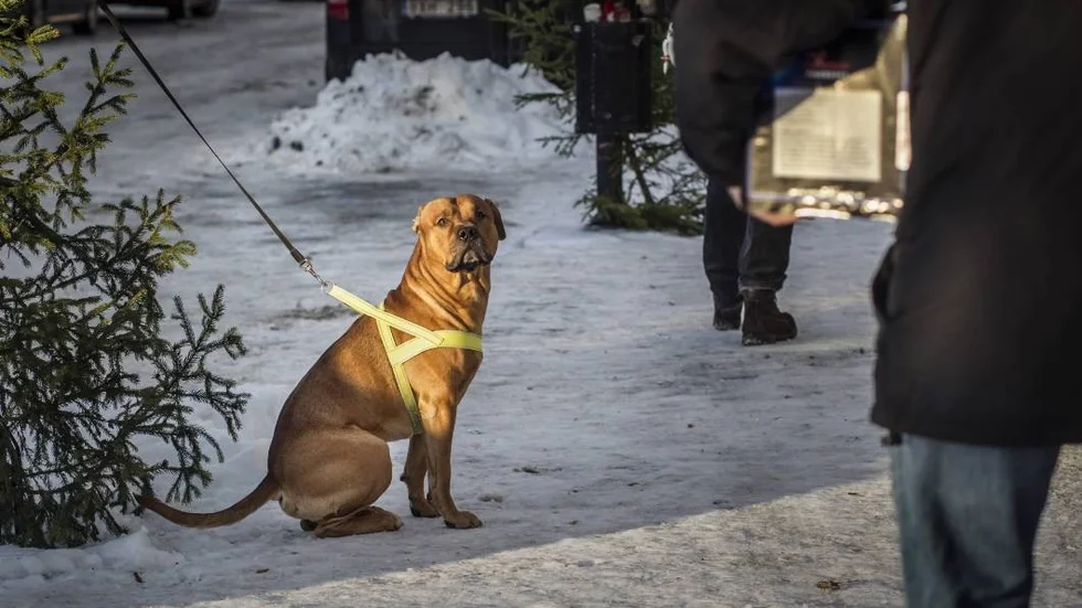 Nyårshund.