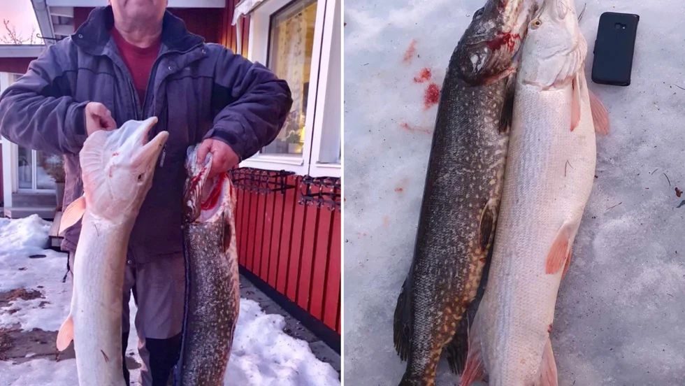 Lars-Göran Lillbacka visar upp den ovanliga vita gäddan som han och frun Carina Lillbacka fick på kroken i Göksjön, Bygdeträsk.
