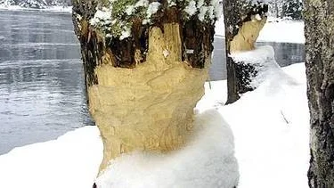 Bäver har skadat aspar i svämskogen.