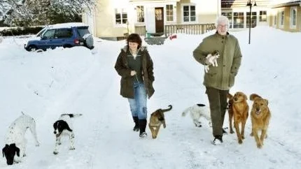 Bengt Rödseth och Gunilla Wedeen har tio levnadsglada och busiga hundar. Men när husse visslar kommer de som på beställning.