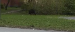 Vildsvin siktade på Uppsalagator