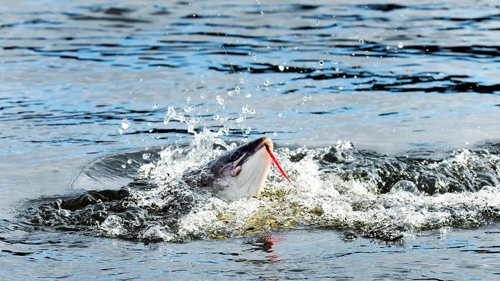 Det finns lekområden även nedanför Kattilakoski, men risken är att många laxar inte lekte.
