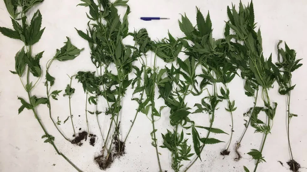 Polisen ryckte upp tjugo cannabisplantor från odlingen i Arnöhuvuds naturreservat utanför Skokloster.