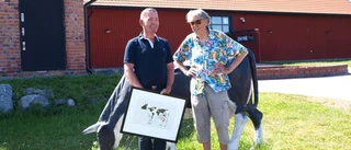 Han lagade Åbergs kossor