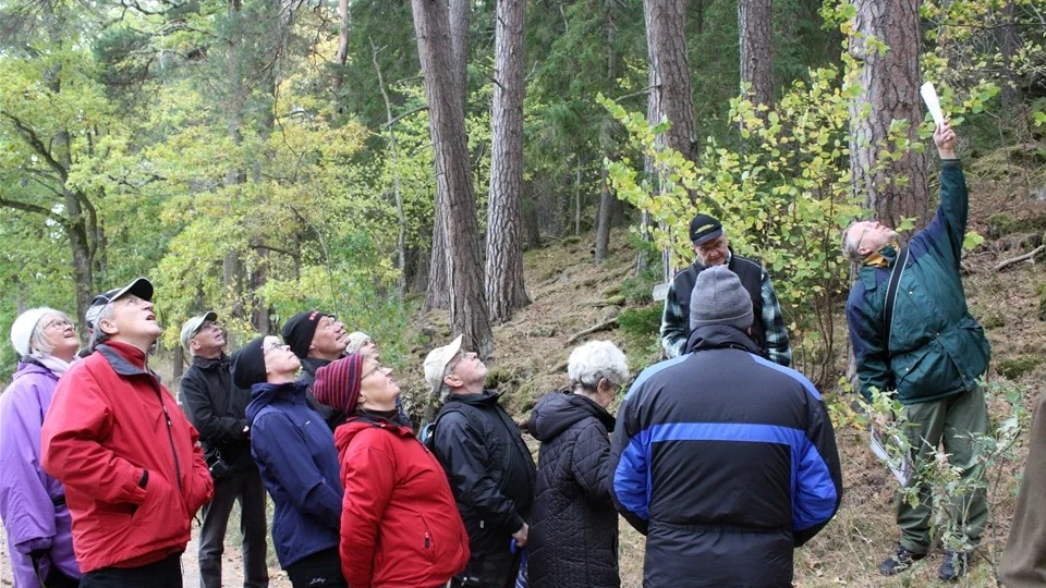 Här får guiden Anders Tingvall vandringsgruppen att titta uppåt efter talltickor. Foto: Erica Månsson