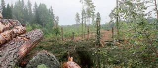 Kommunen försvarar avverkningen