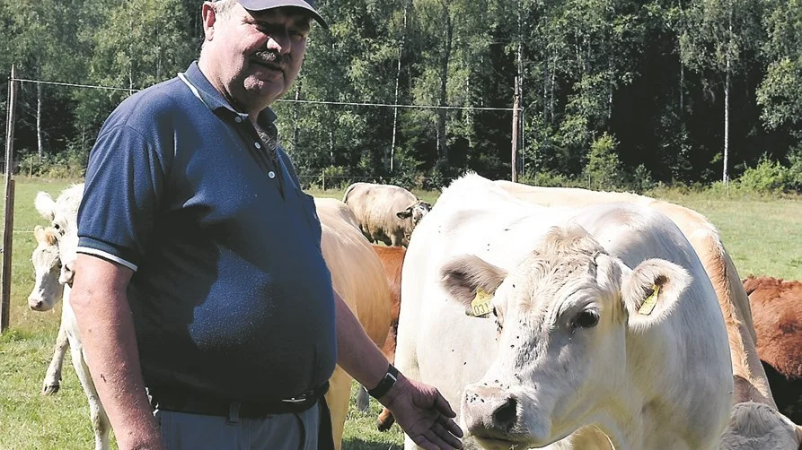 Lars-Åke Carlssons djur har klarat sig bra från torkan än så länge. Foto: Viktor Merell