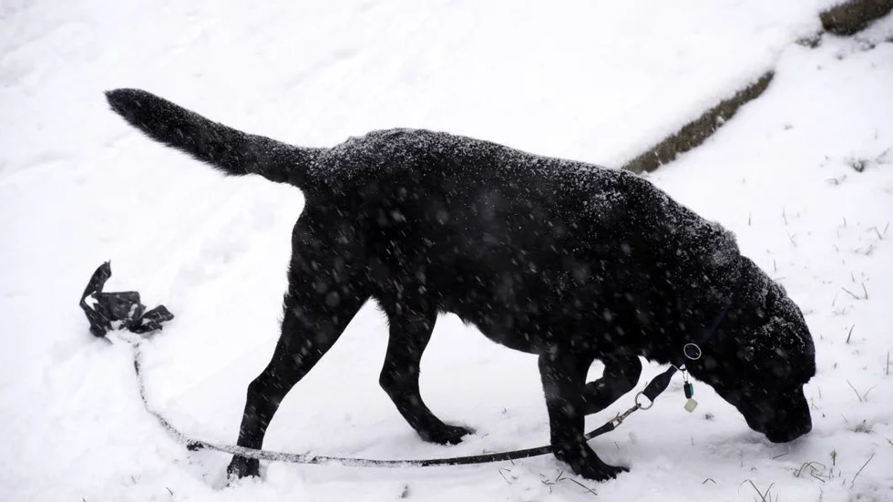 Hunden på bilden är inte den upphittade hunden.