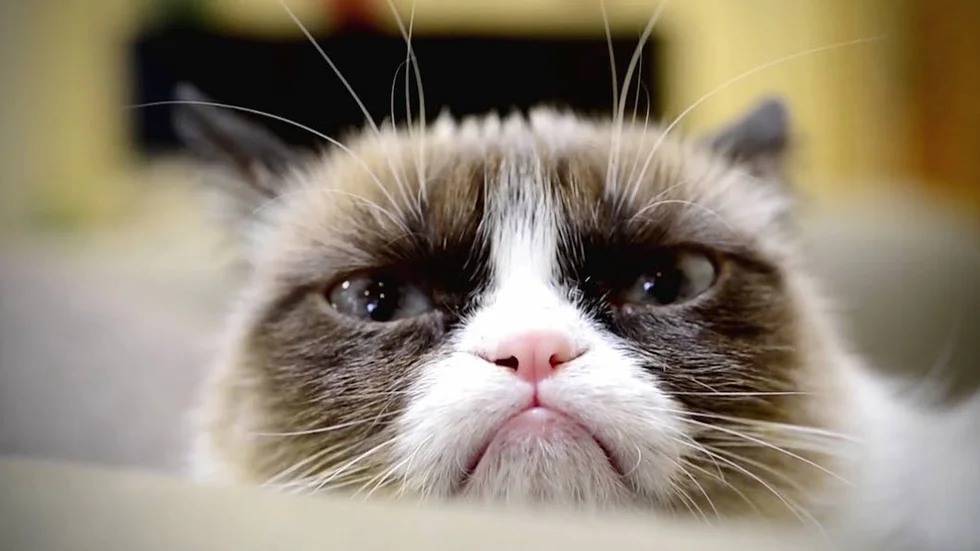 Ett klickmonster. Grumpy cat – osannolikt populär trots sin trumpna uppsyn.  ”Sociala monster” analyserar kattfenomen på nätet.