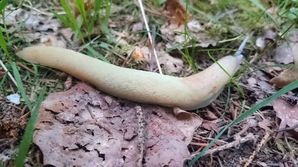 Den vita gråsvarta kölsnigeln som hittades i Tinnerö under onsdagskvällen.