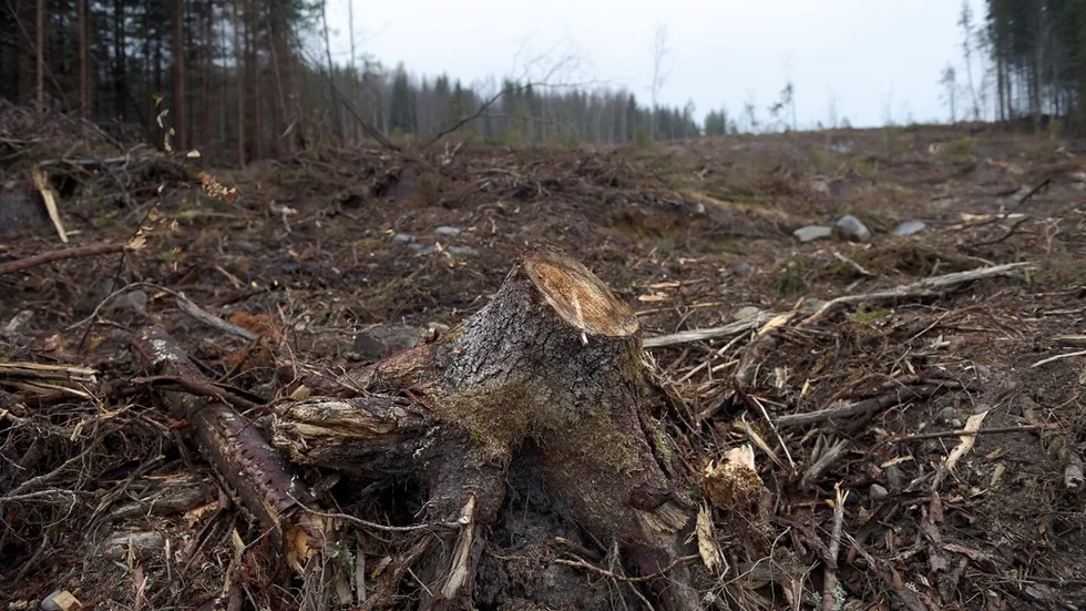 Hyggesfritt skogsbruk är ett samlingsnamn för metoder som innebär att skogsbruket inte leder till kala hyggen och att skogskänslan blir kvar. I en motion från Vänsterpartiet yrkas på att Vimmerby kommun inför hyggsfritt skogsbruk på hela eller delar av sin egen skog. Foto: TT