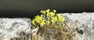 Läsarbilden: Det blommar vid kanalkanten