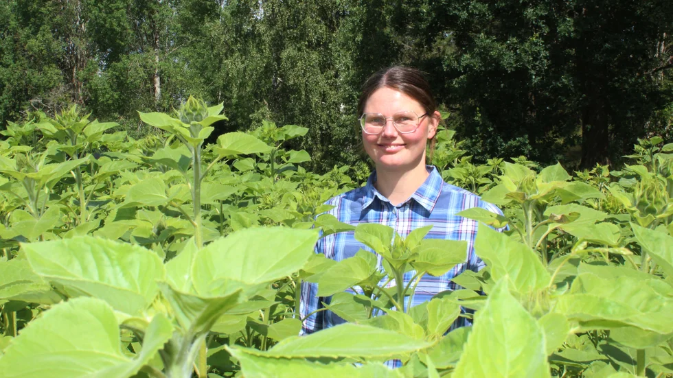 Anette Danielsson i ett hav av solrosor.