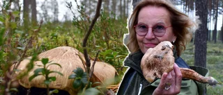 En av världens dyraste ingredienser växer i Skellefteskogarna