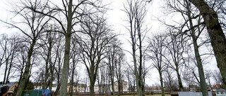 Tung kritik mot Asylenplaner