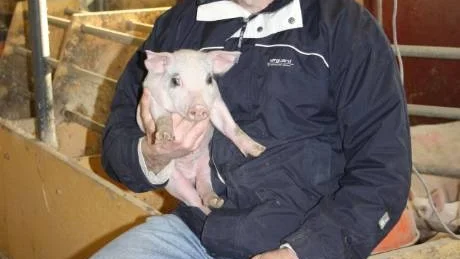 <7GT_Bildrubrik>KULTING. </7GT_Bildrubrik>Det är bland grisarna Kenneth Medbom trivs bäst. "Det är så levande och det händer alltid något", säger han.foto: yvonne winarve