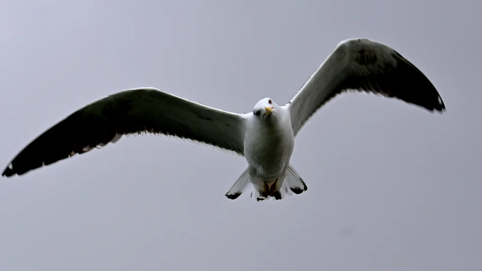 Fiskmåsar kan bli riktigt aggressiva när de vaktar sina bon och ungar.