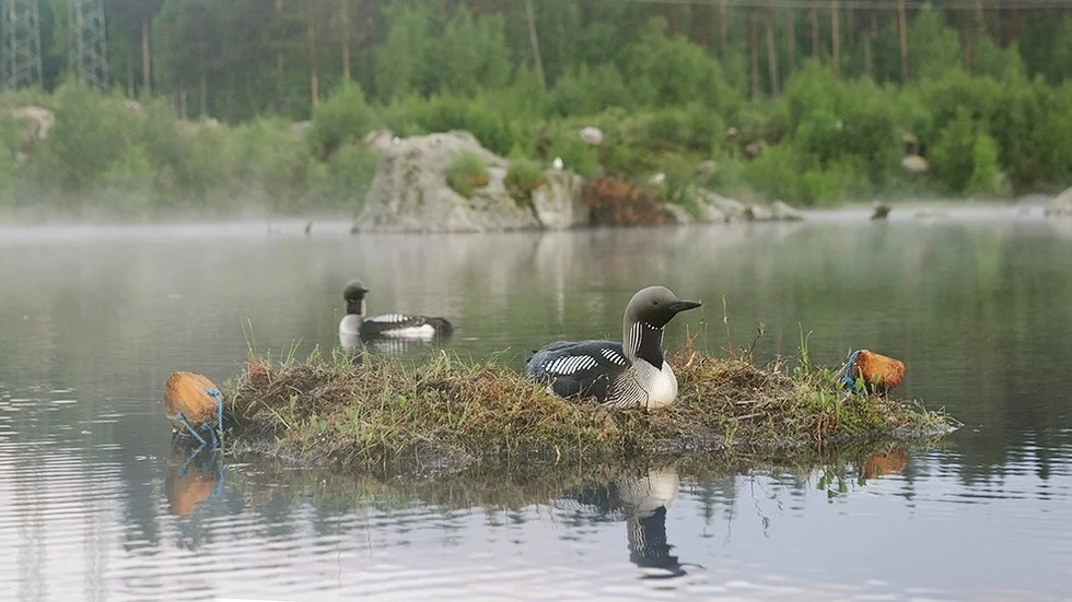 Flytande öar som ska hjälpa djur och växtliv är en av de åtgärders som ska utvärderas i Vattenfalls miljonsatsning på biologisk mångfald.