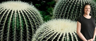Skellefteå's allure: prickly pleasures and peaceful paths